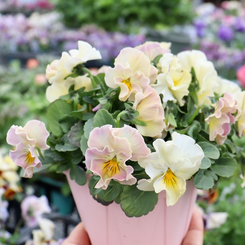 現品1点限り☆花日和さんのフリル咲きビオラ「華あられ」＜NSP6番＞