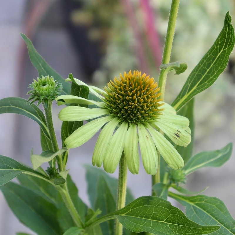 画像の現品1点限り☆夏から秋咲き多年草☆エキナセア☆7番(3.5号ロング