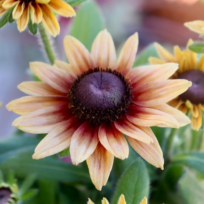 画像の現品!!希少苗☆ルドベキア・キャラメルミックス☆No.47(3.5号ポット)