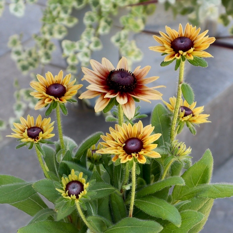 画像の現品!!希少苗☆ルドベキア・キャラメルミックス☆No.47(3.5号ポット)