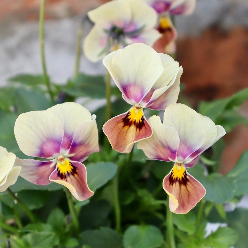 1_000000007947.jpg?1732879952