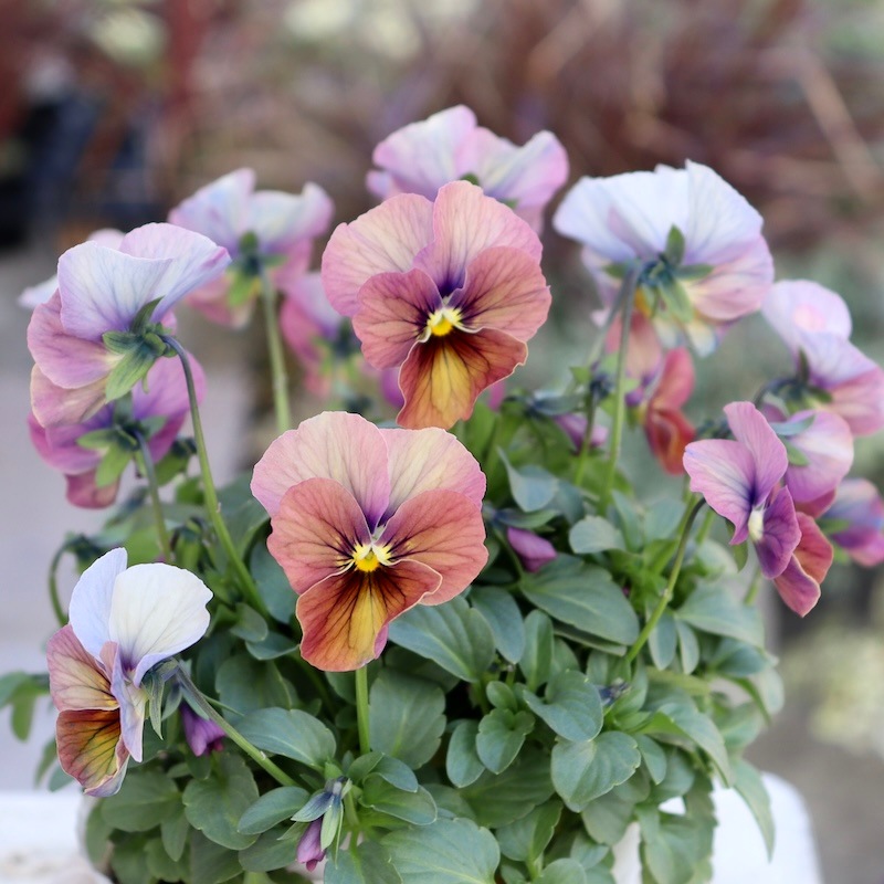 画像の現品1点限り☆ビオラ・なごみももか「しんしん」SP3(3.5号ポット)