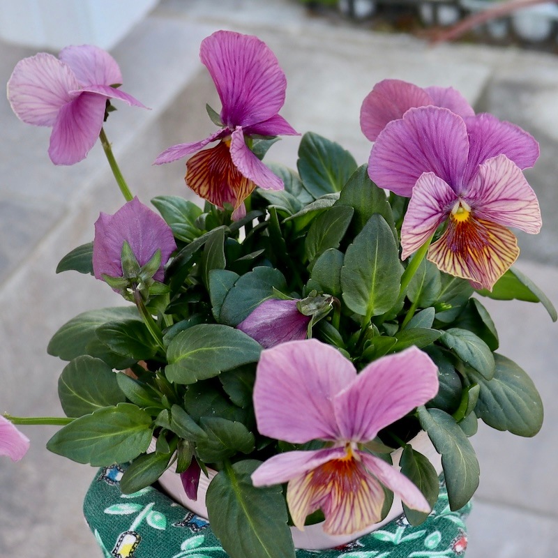 あさ　オリーブ38 現品1点限り!! 石村あさみさん育種ビオラ「A-STORY・流星」<7番>