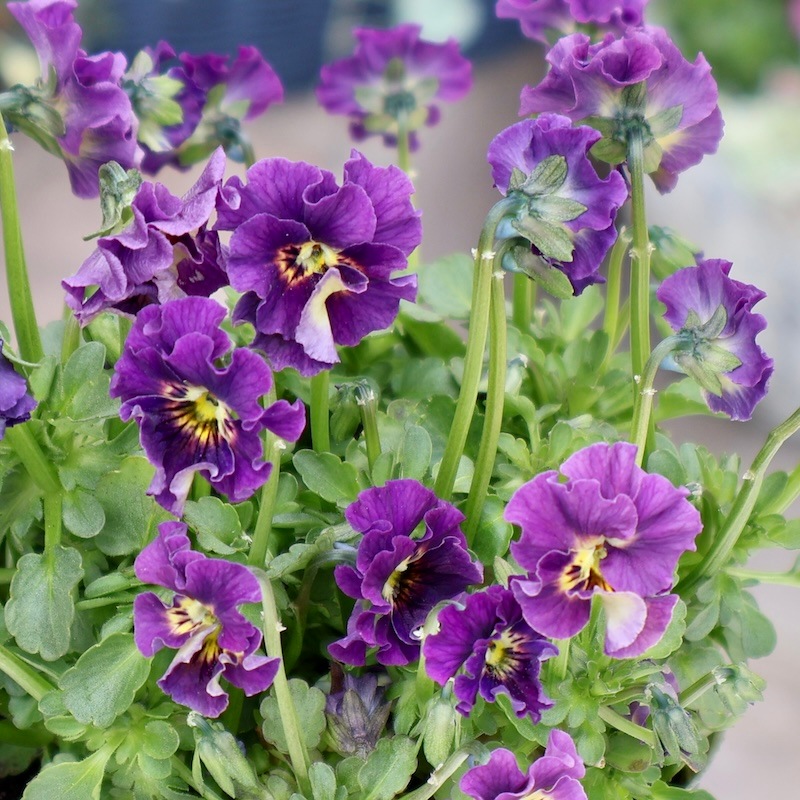 画像の現品!! 石川園芸さんのビオラ「レディ」＜24-06＞