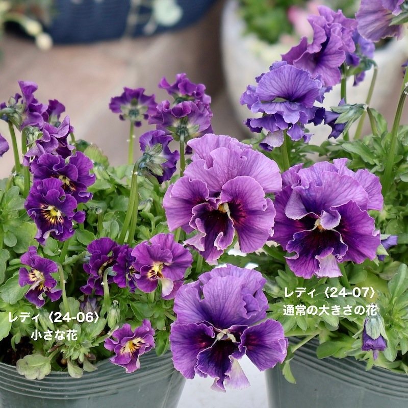 画像の現品!! 石川園芸さんのビオラ「レディ」＜24-06＞