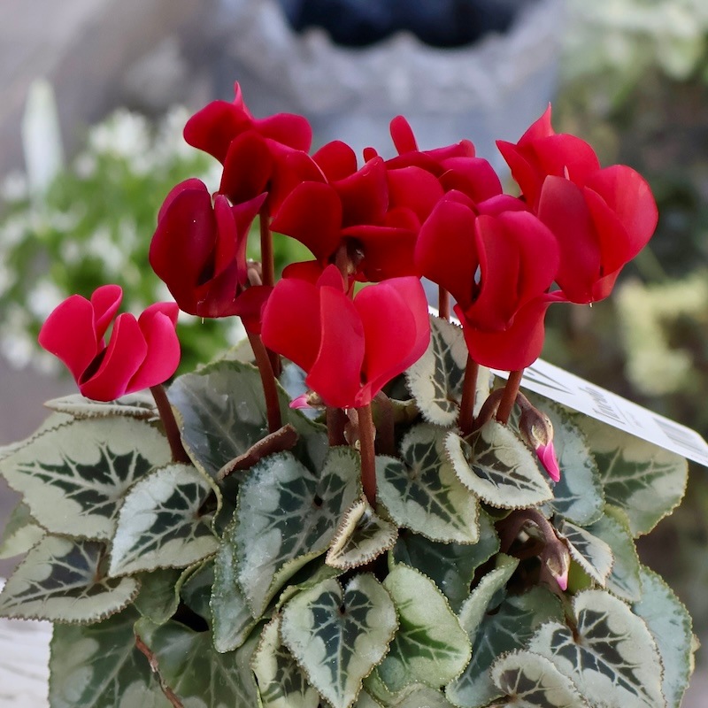 ☆ガーデンシクラメン（3.0寸）1箱24入りでの販売です。 ガーデン