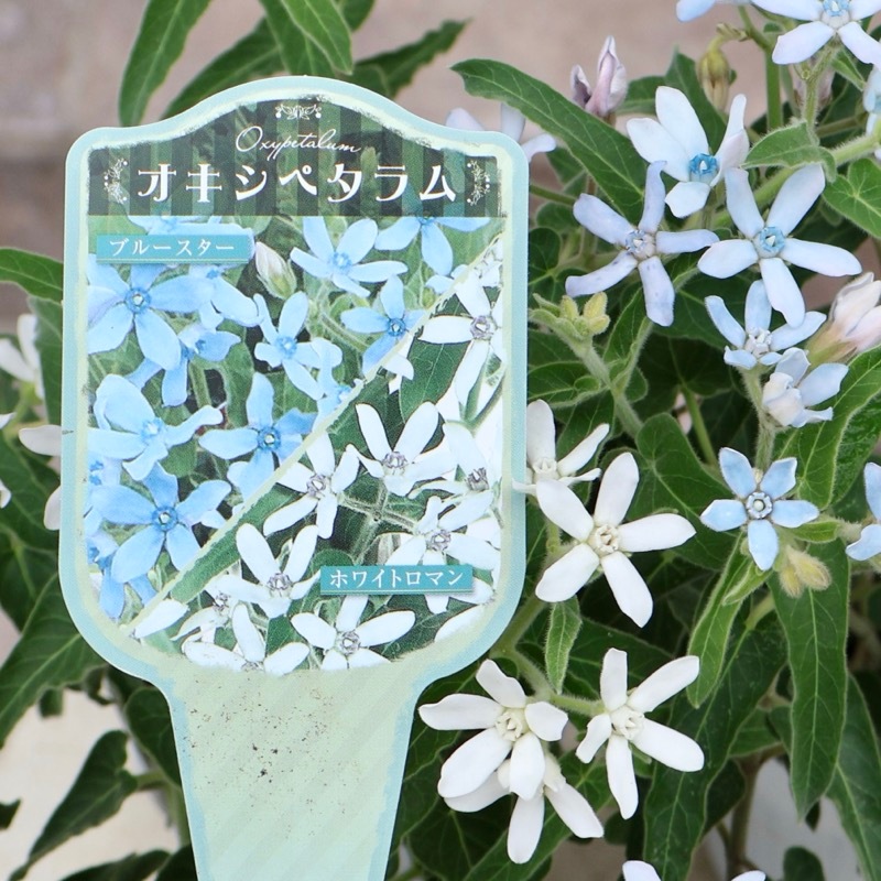 夏はブルー&ホワイト》オキシペタラムの2本植え「ブルースター