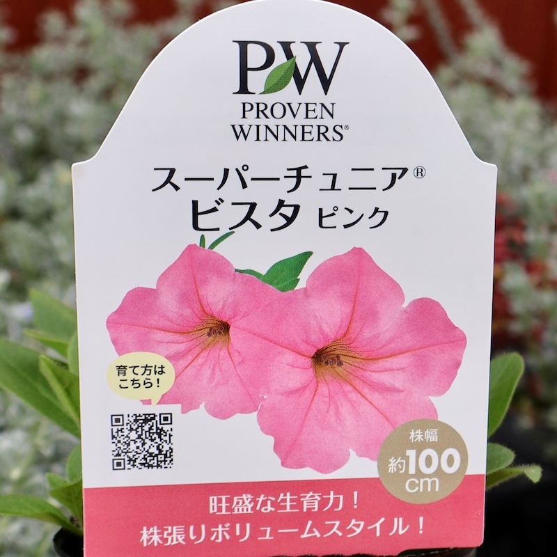 当店で植え替えて育てた特大苗》PWブランドのペチュニア☆スーパー