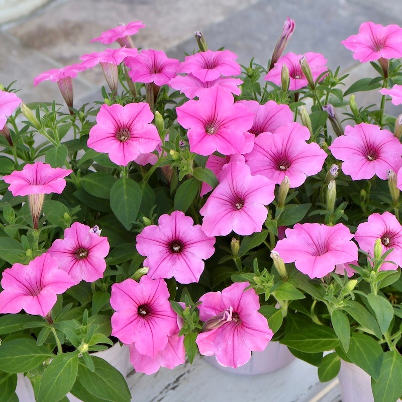 当店で植え替えて育てた特大苗》PWブランドのペチュニア☆スーパー