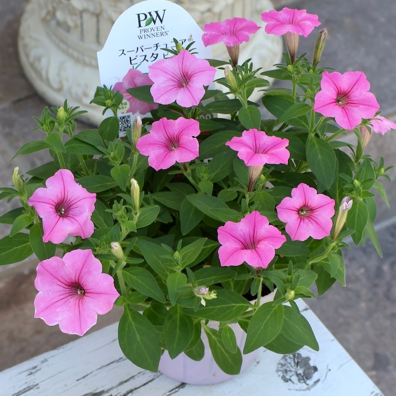 当店で植え替えて育てた特大苗》PWブランドのペチュニア☆スーパー