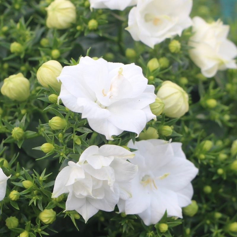 ボリューム満点！純白の八重咲きカンパニュラ「ホワイトライクミー