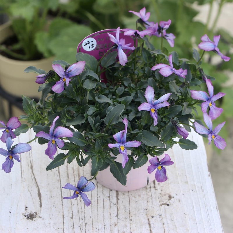 希少花のボリューム満点株!!コウロギさん育種ビオラ「NOBUKO