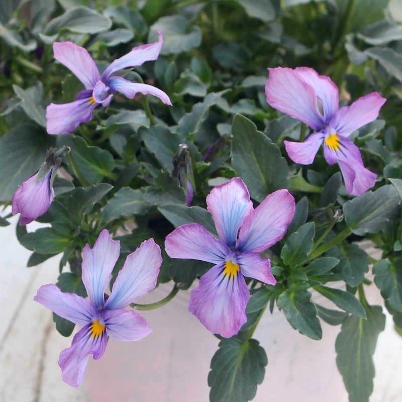 希少花のボリューム満点株!!コウロギさん育種ビオラ「NOBUKO