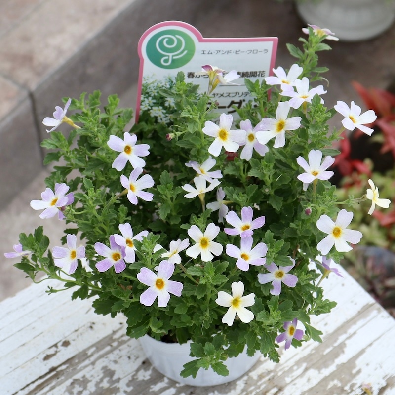 希少品種☆ヤメスブリテニア・スターダム「ホワイトフュージョン」(3.5