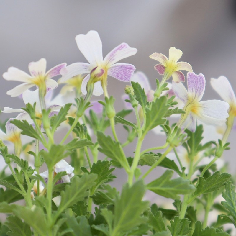 希少品種☆ヤメスブリテニア・スターダム「ホワイトフュージョン」(3.5