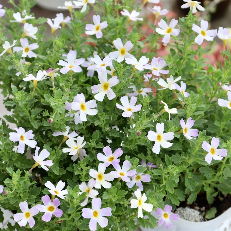 希少品種☆ヤメスブリテニア・スターダム「ホワイトフュージョン」(3.5