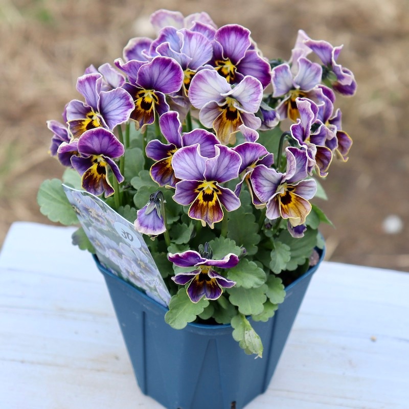 画像の現品1点限り!!サトウ園芸さんのビオラ・ヌーヴェルヴァーグ 画像の現品1点限り!!サトウ園芸さんのビオラ・ヌーヴェルヴァーグ