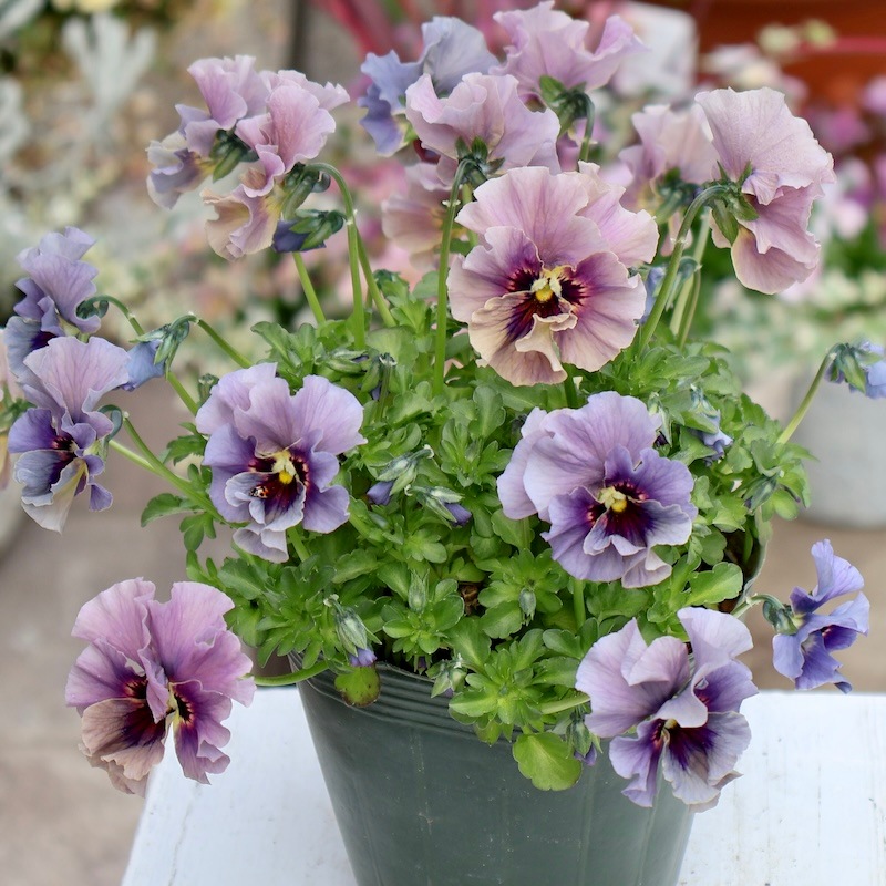 DA様おまとめビオラレディ 画像の現品!! 石川園芸さんのビオラ「レディ」＜24-08＞