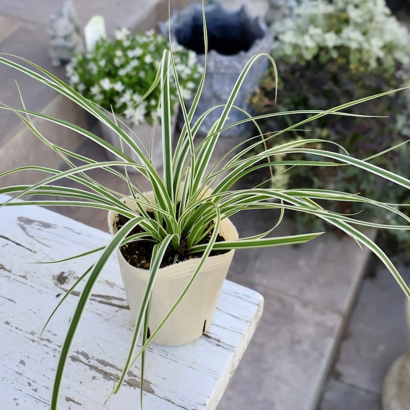 寄せ植えにオススメ♪カレックス・オシメンシス「エヴェレスト」