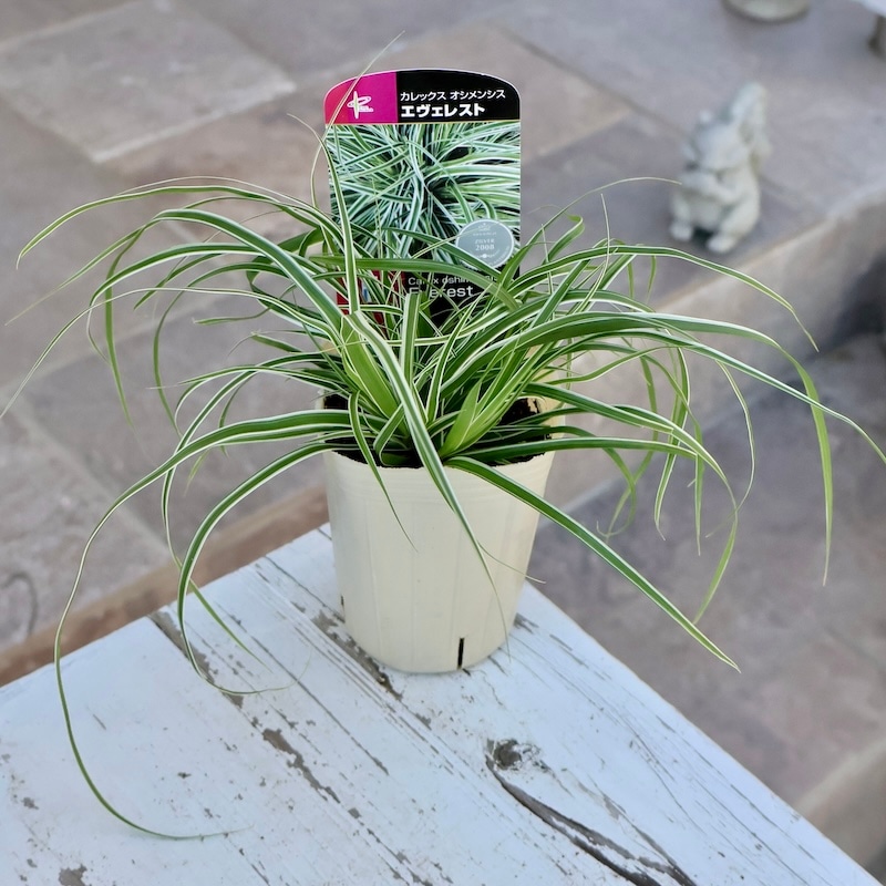 寄せ植えにオススメ♪カレックス・オシメンシス「エヴェレスト」