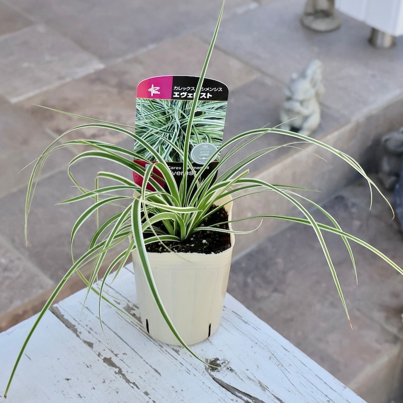 寄せ植えにオススメ♪カレックス・オシメンシス「エヴェレスト」