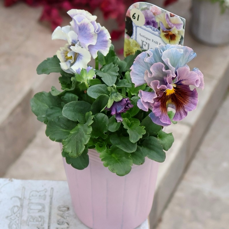 画像の現品1点限り》Rガーデンさんのアンティークフリルパンジー