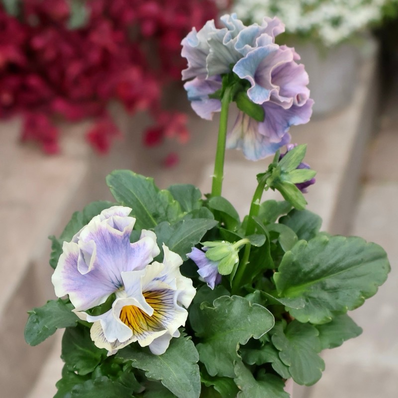 画像の現品1点限り》Rガーデンさんのアンティークフリルパンジー