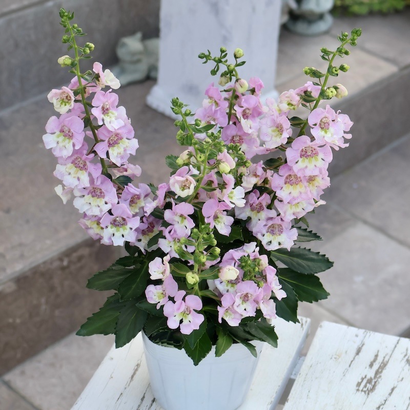 超良株♪アンゲロニア・アロニアビッグ「バイカラーピンク」(3.5号ポット)