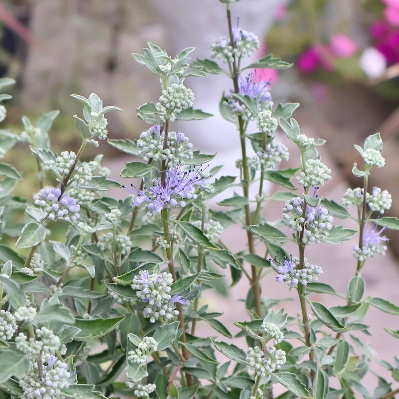 秋におすすめ!! 通年元気な花木☆カリオプテリス「スターリングシルバー」