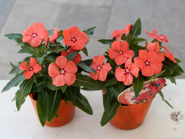 ビンカ(日々草)「夏みかん」(3号ポット)