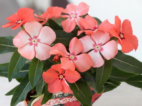 ビンカ(日々草)「夏みかん」(3号ポット)