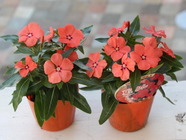 5_000000002249.jpg?1678209904