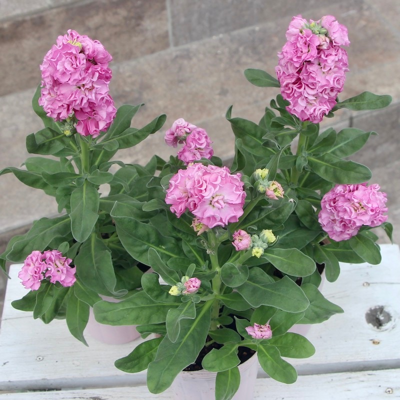 オススメの開花株♪八重咲きストック・ベイビー「ピンク」(3号ポット)