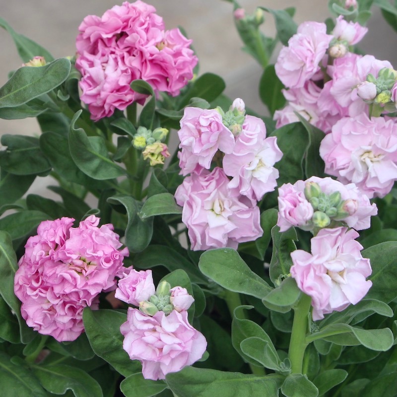 オススメの開花株♪八重咲きストック・ベイビー「ピンク」(3号