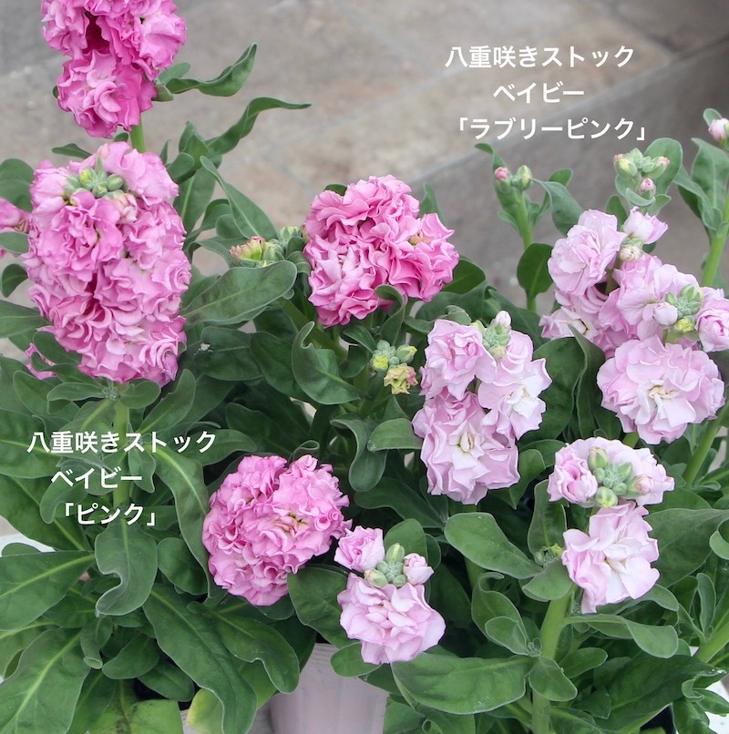オススメの開花株♪八重咲きストック・ベイビー「ピンク」(3号ポット)