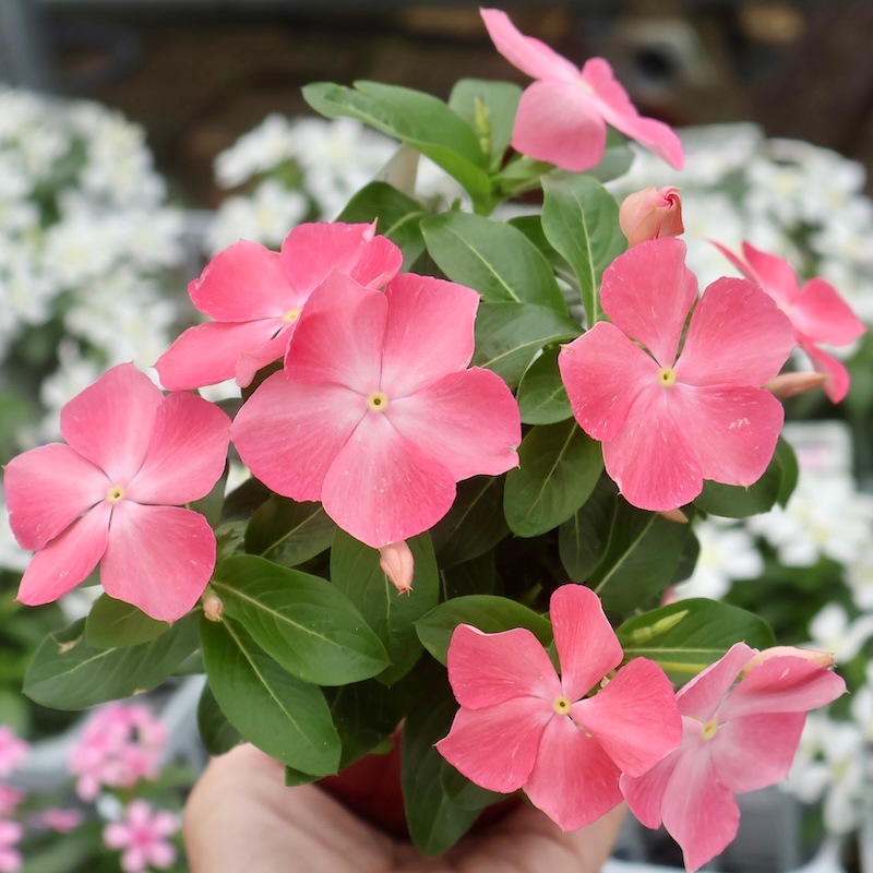 【最終価格】カサブランカの花　　谷昭二作 最終価格】カサブランカの花 谷昭二作 最終価格】カサブランカの