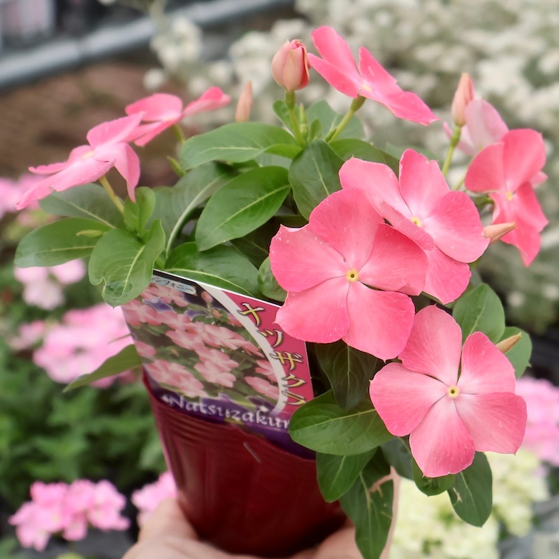 1点限り♪奥田園芸さんのビンカ(日々草)「紅ざくら」の花色の
