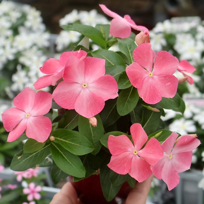 1点限り♪奥田園芸さんのビンカ(日々草)「紅ざくら」の花色の