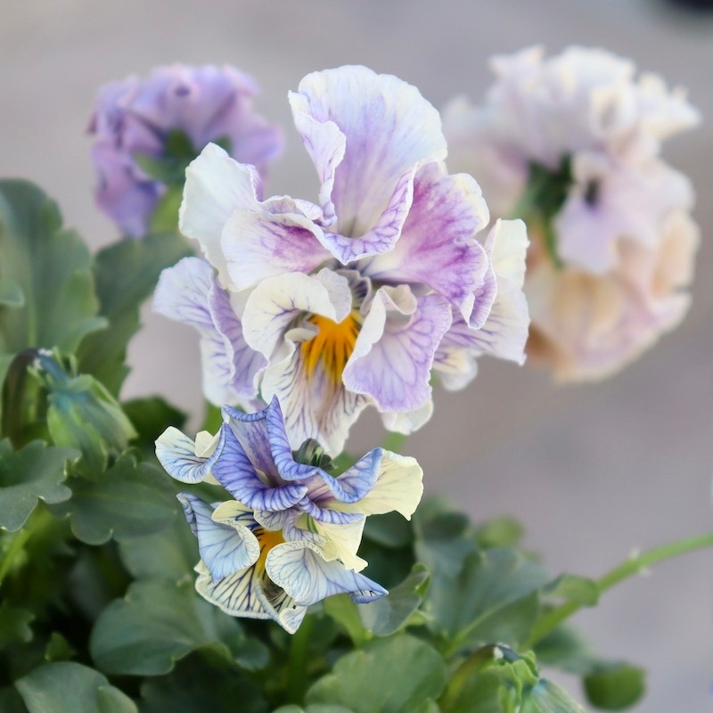 画像の現品1点限り☆Rガーデンさんのアンティークフリルパンジー