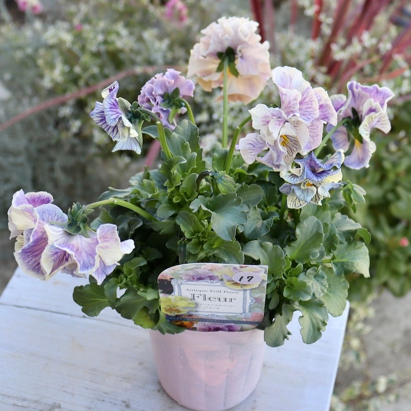 画像の現品1点限り☆Rガーデンさんのアンティークフリルパンジー