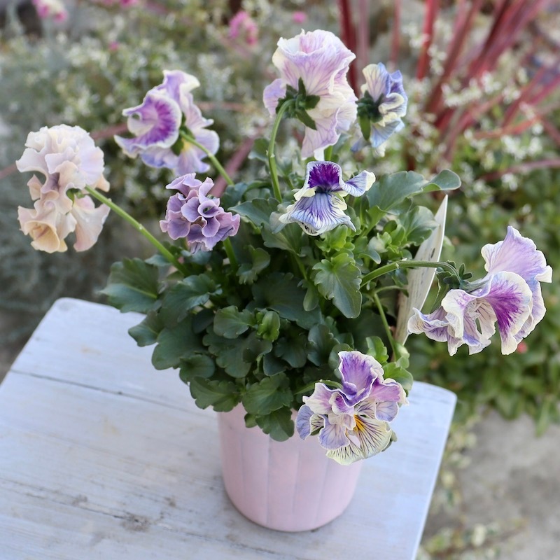 画像の現品1点限り☆Rガーデンさんのアンティークフリルパンジー