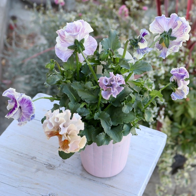 画像の現品1点限り☆Rガーデンさんのアンティークフリルパンジー