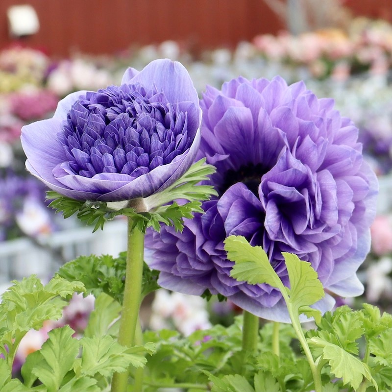 画像で花色を選べる》2年生株のプレミアム八重咲きアネモネ「パンドラ」3番