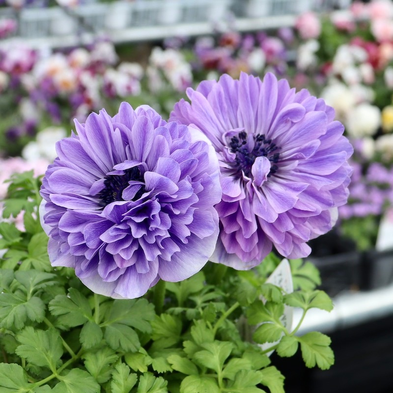 945　アネモネ 画像で花色を選べる!! 2年生株のプレミアム一重咲きアネモネ「パンドラ