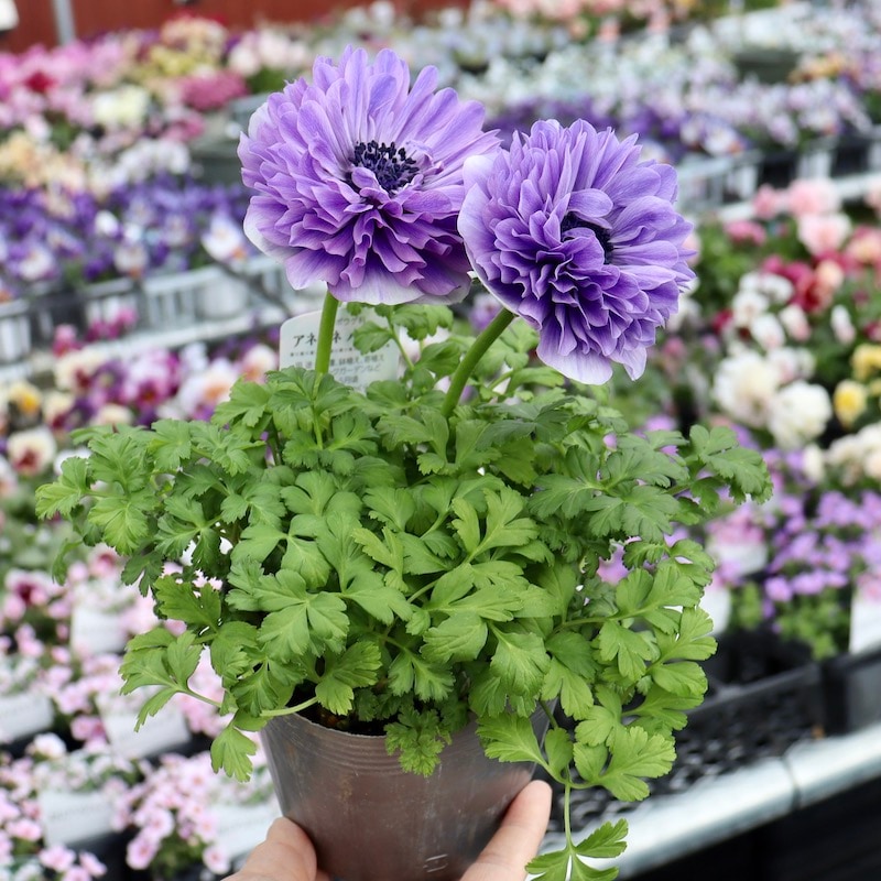 画像で花色を選べる》2年生株のプレミアム八重咲きアネモネ「パンドラ」3番