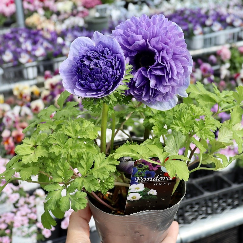 画像で花色を選べる!! 2年生株のプレミアム八重咲きアネモネ「パンドラ