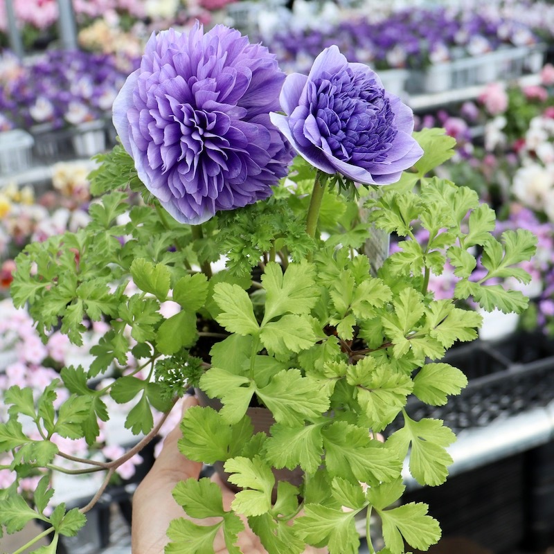 画像で花色を選べる》2年生株のプレミアム八重咲きアネモネ「パンドラ」3番