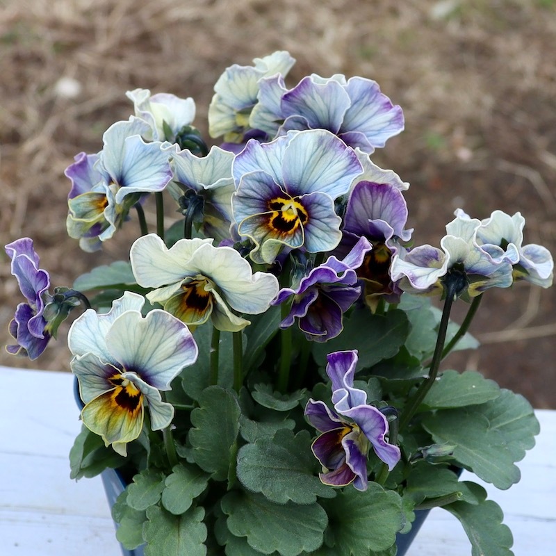 画像の現品1点限り!!サトウ園芸さんのビオラ・ヌーヴェルヴァーグ