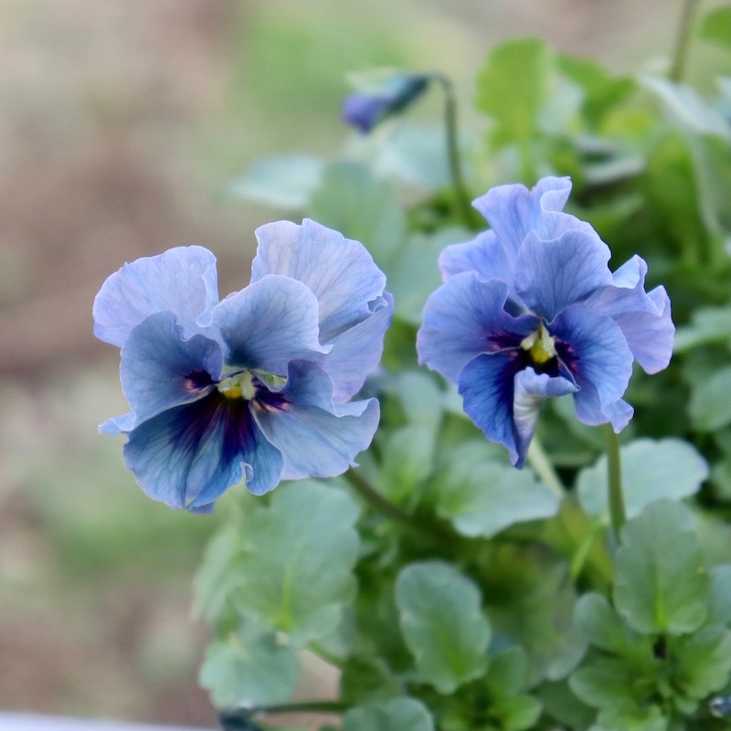特大☆画像とほぼ同じ花!! 石川園芸さんのビオラ「レディ」スペシャル