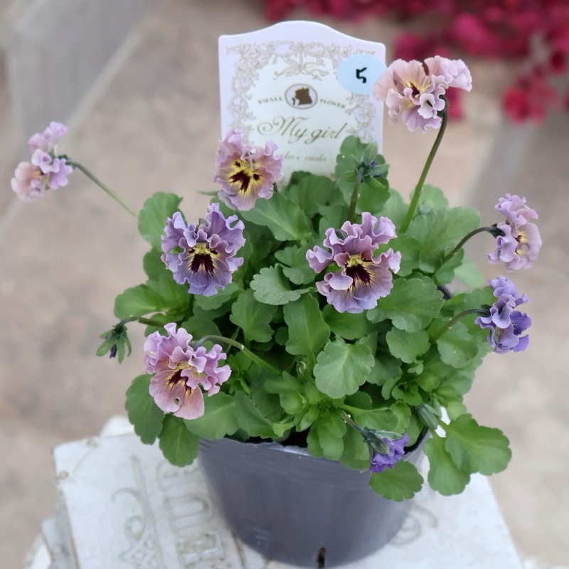 希少☆画像の現品1点限り☆石川園芸さんの小輪ビオラ「マイガール」5番